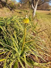 Kniphofia rooperi