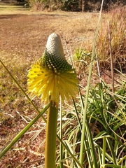 Kniphofia rooperi
