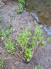 Dichanthelium longiligulatum