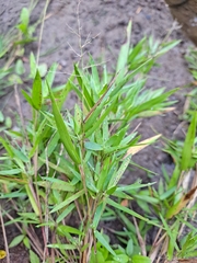 Dichanthelium longiligulatum