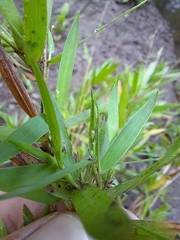 Dichanthelium longiligulatum