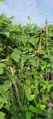 Vigna unguiculata sesquipedalis