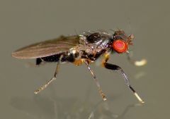 Pseudopomyza