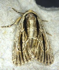 Sympistis badistriga