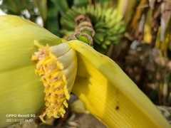 Musa acuminata flava