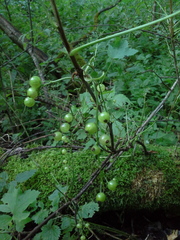 Ribes spicatum