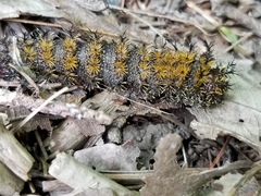 Hemileuca maia maia