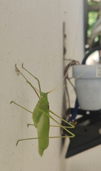 Acrometopa macropoda