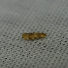 Bucculatrix coronatella