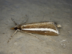 Carectocultus perstrialis