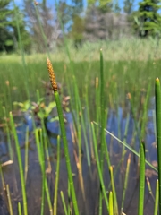 Eleocharis equisetoides