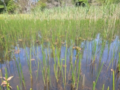 Eleocharis equisetoides