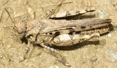 Acrotylus fischeri