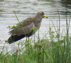 Vanellus senegallus lateralis
