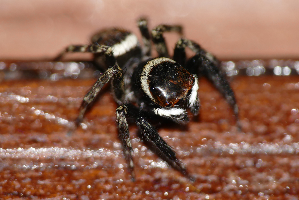Adanson's House Jumper