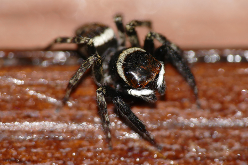 Adanson's House Jumper