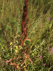 Rumex pseudonatronatus