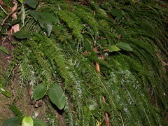 Asplenium prolongatum