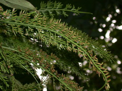Asplenium prolongatum