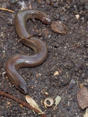 Lygosoma siamense