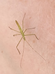Zelus cervicalis