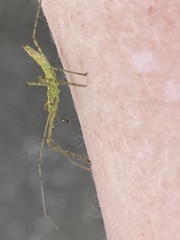 Zelus cervicalis