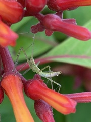 Zelus cervicalis