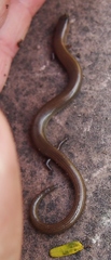 Lygosoma siamense
