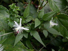 Clematis chinensis