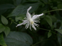 Clematis chinensis