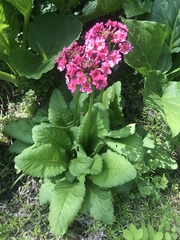 Primula japonica