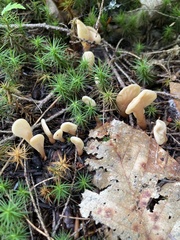 Spathulariopsis velutipes