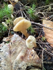 Spathulariopsis velutipes