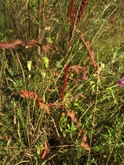 Rumex pseudonatronatus