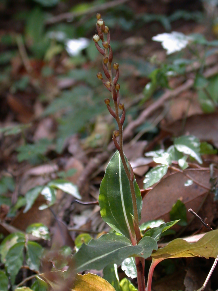 Rhomboda yakusimensis