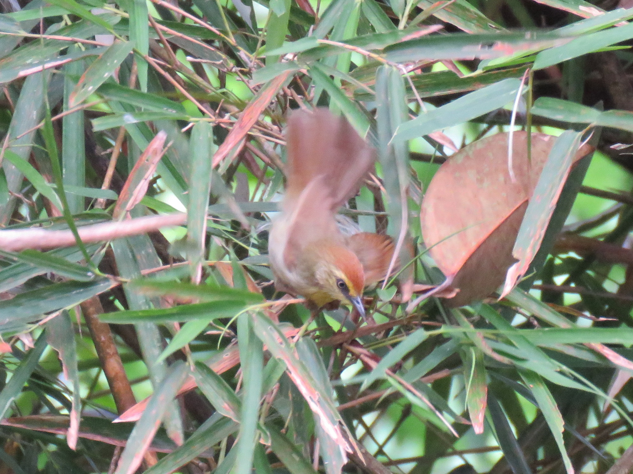 Pin-striped Tit-Babbler