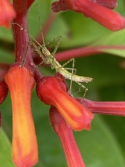 Zelus cervicalis