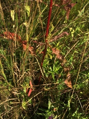 Rumex pseudonatronatus