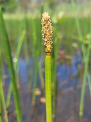 Eleocharis equisetoides