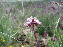 Valeriana tuberosa