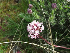 Valeriana tuberosa