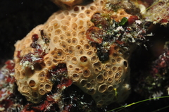 Hemimycale columella