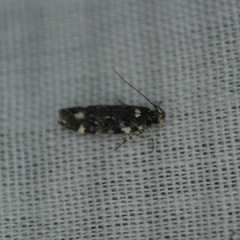 Chionodes bicostomaculella
