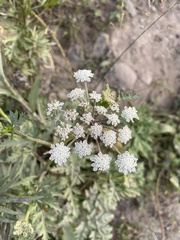 Kitagawia terebinthacea