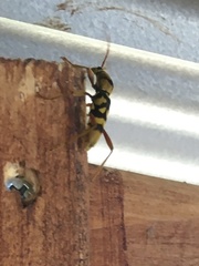 Chlorophorus quinquefasciatus