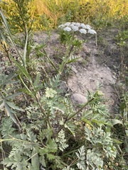 Kitagawia terebinthacea