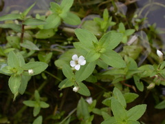 Limnophila aromatica