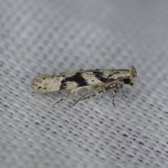 Coleotechnites atrupictella