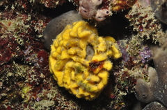 Axinella damicornis