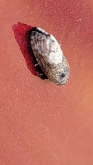 Ecdytolopha
